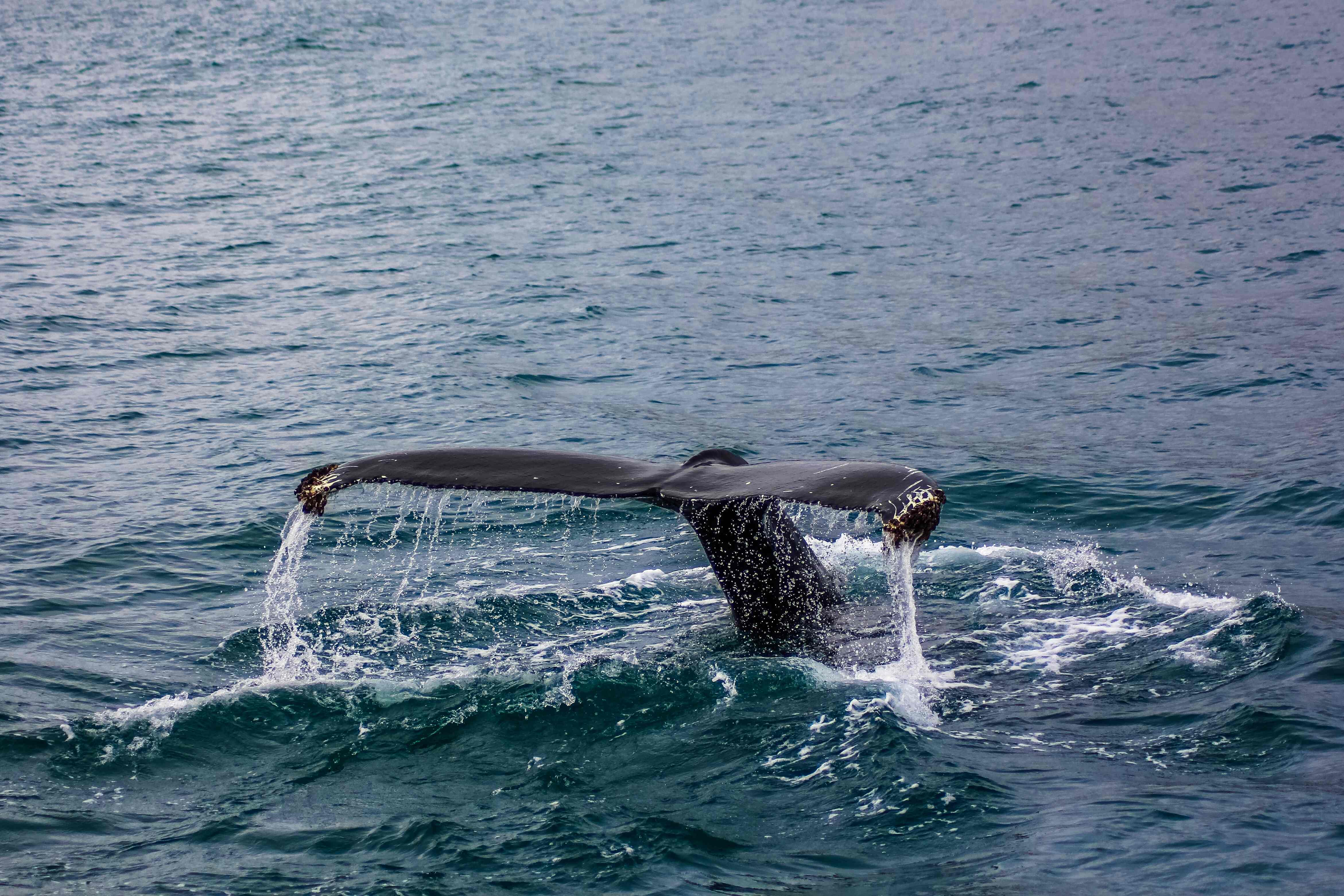 Cauda de baleia no mar